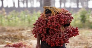 Palestinians Harvest Dates In Gaza